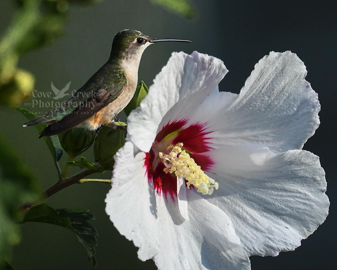 A ruby-throated hummingbird perched beside a white hibiscus flower in full bloom as photographed by Cove Creek Photography.