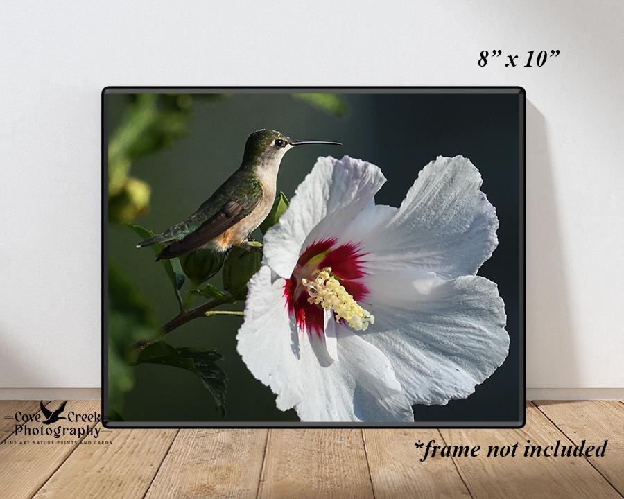 Hummingbird and Hibiscus Open Edition Glossy Print for Home or Office