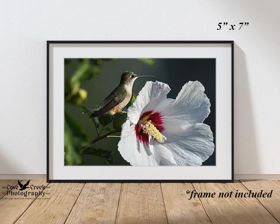 Hummingbird and Hibiscus Open Edition Glossy Print for Home or Office