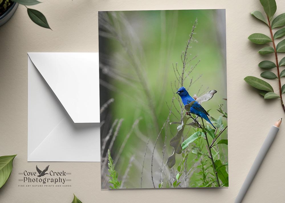 A fine photography any occasion card that has the options of personalization or purchase blank at Cove Creek Photography.