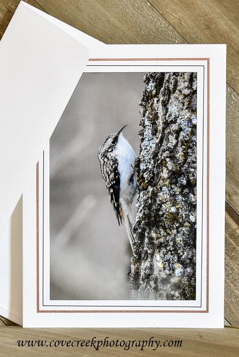 Treecreeper Card