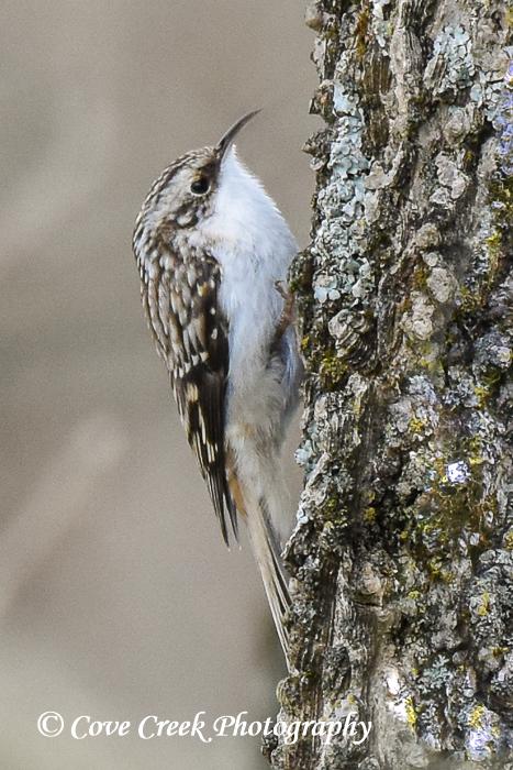 Brown Treecreeper