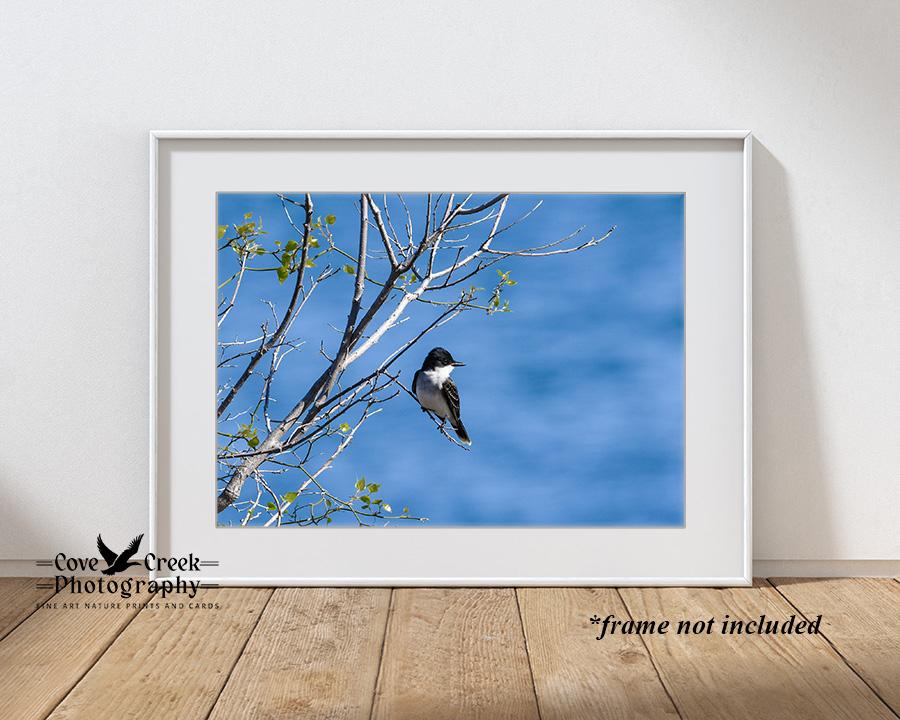 Eastern Kingbird Glossy Print