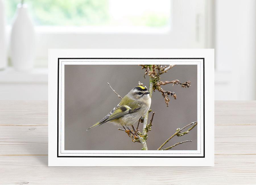 Golden-crowned Kinglet