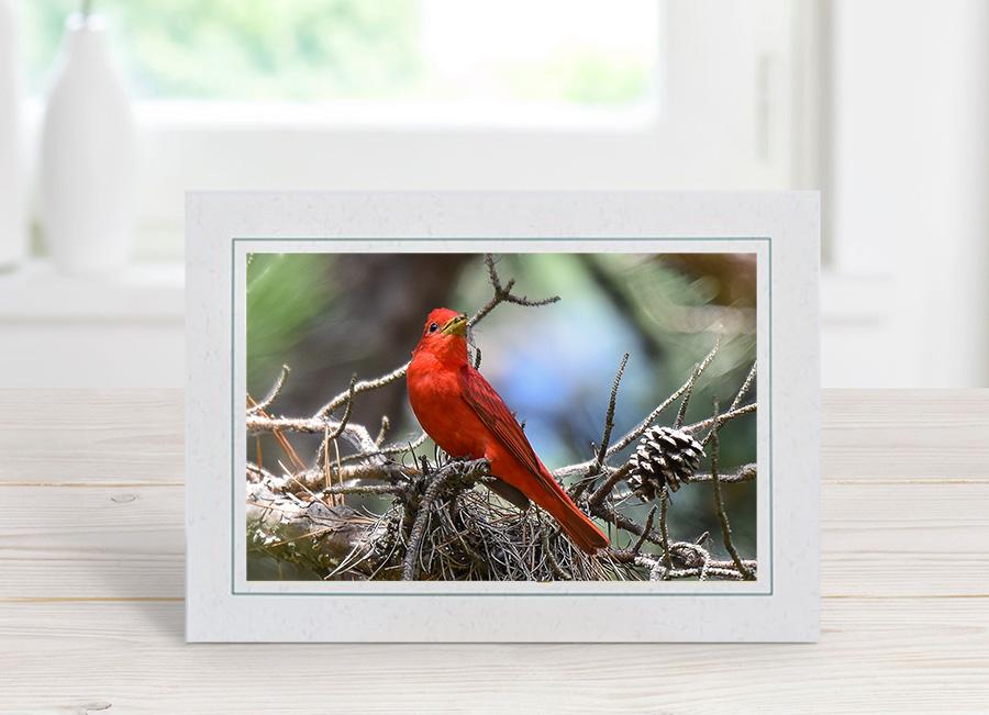 Male Summer Tanager