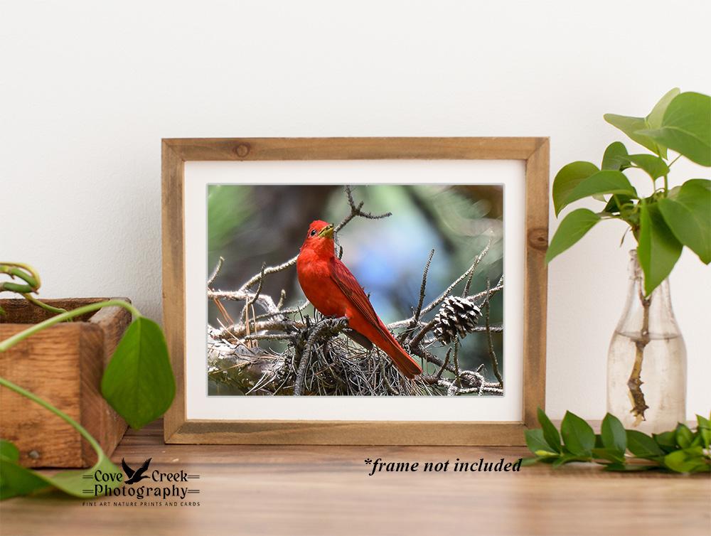 Male Summer Tanager in Arkansas