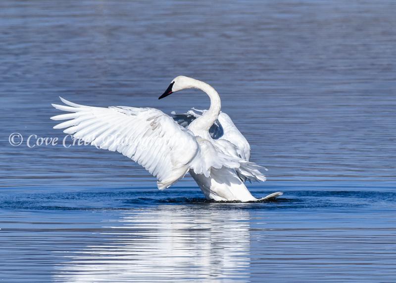 Nature Photography Print: Trumpeter Swan