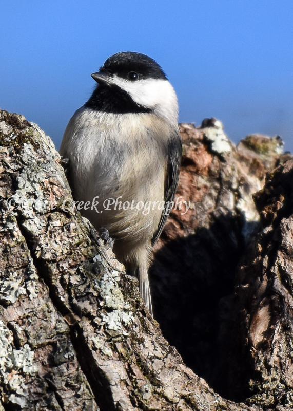 Carolina Chickadee Art Print