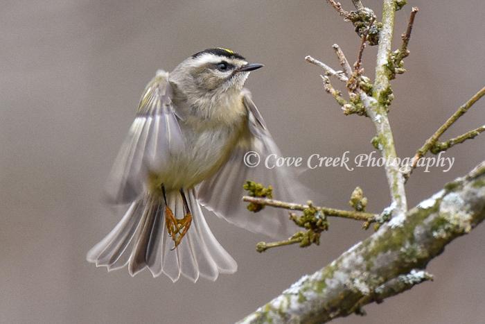 Golden-Crowned Kinglet in Kentucky
