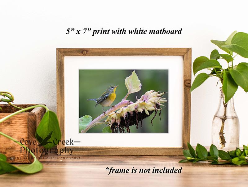 A 5" x 7" giclée print mounted in white matboard of a wood warbler perched on a sunflower, and offered exclusively at www.covecreekphotography.com