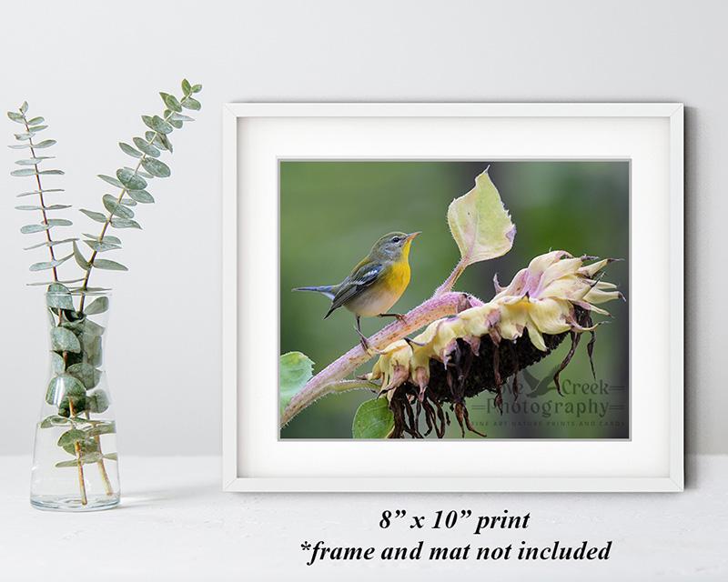 An 8" x 10" giclée print of a norther parula perched on a fading sunflower found at Cove Creek Photography.