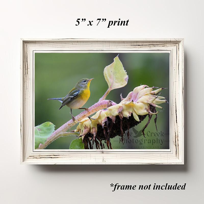 A 5" x 7" giclée print of a wood warbler in a flower garden.  Original photography offered at Cove Creek Photography.