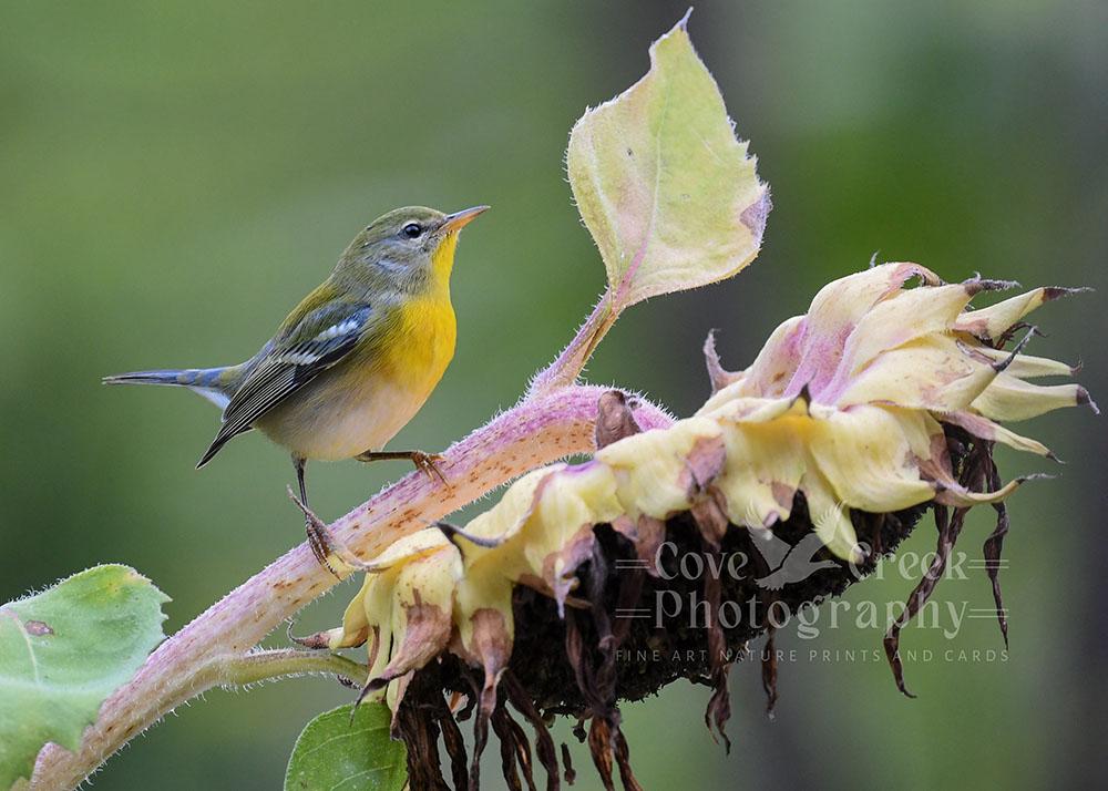 A nature photography giclée print of a northern parula perched on a fading sunflower.  The print is offered exclusively at www.covecreekphotography.com.