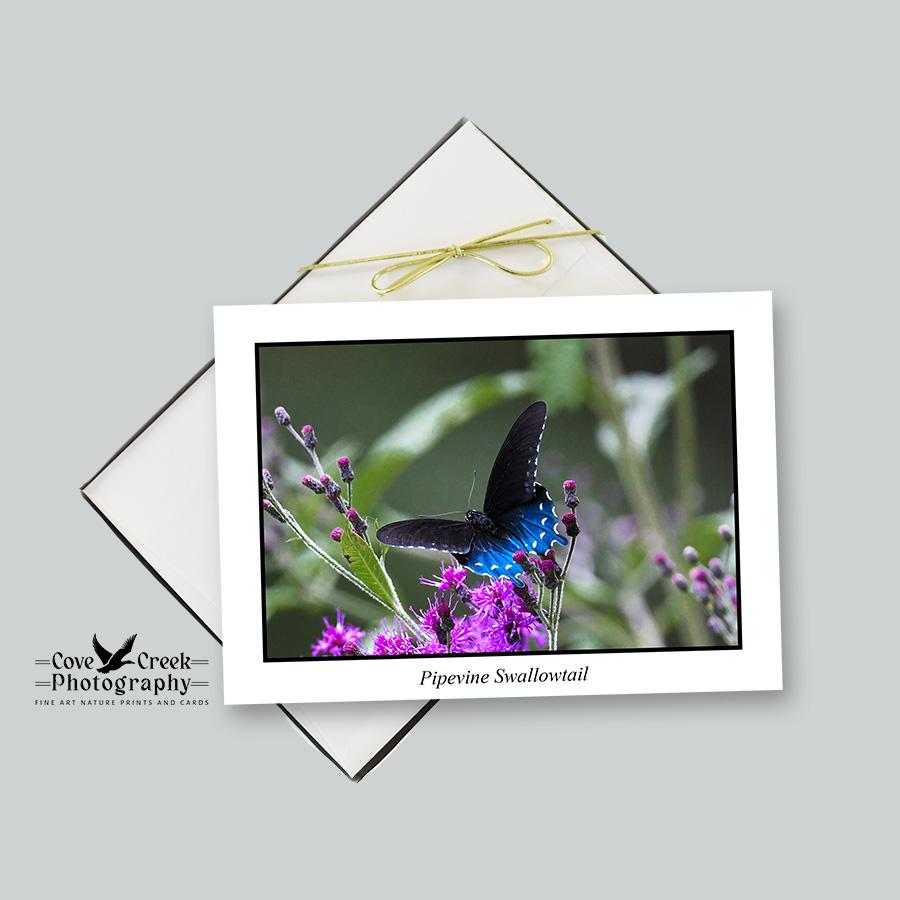 Pipevine Swallowtail Butterfly in Arkansas
