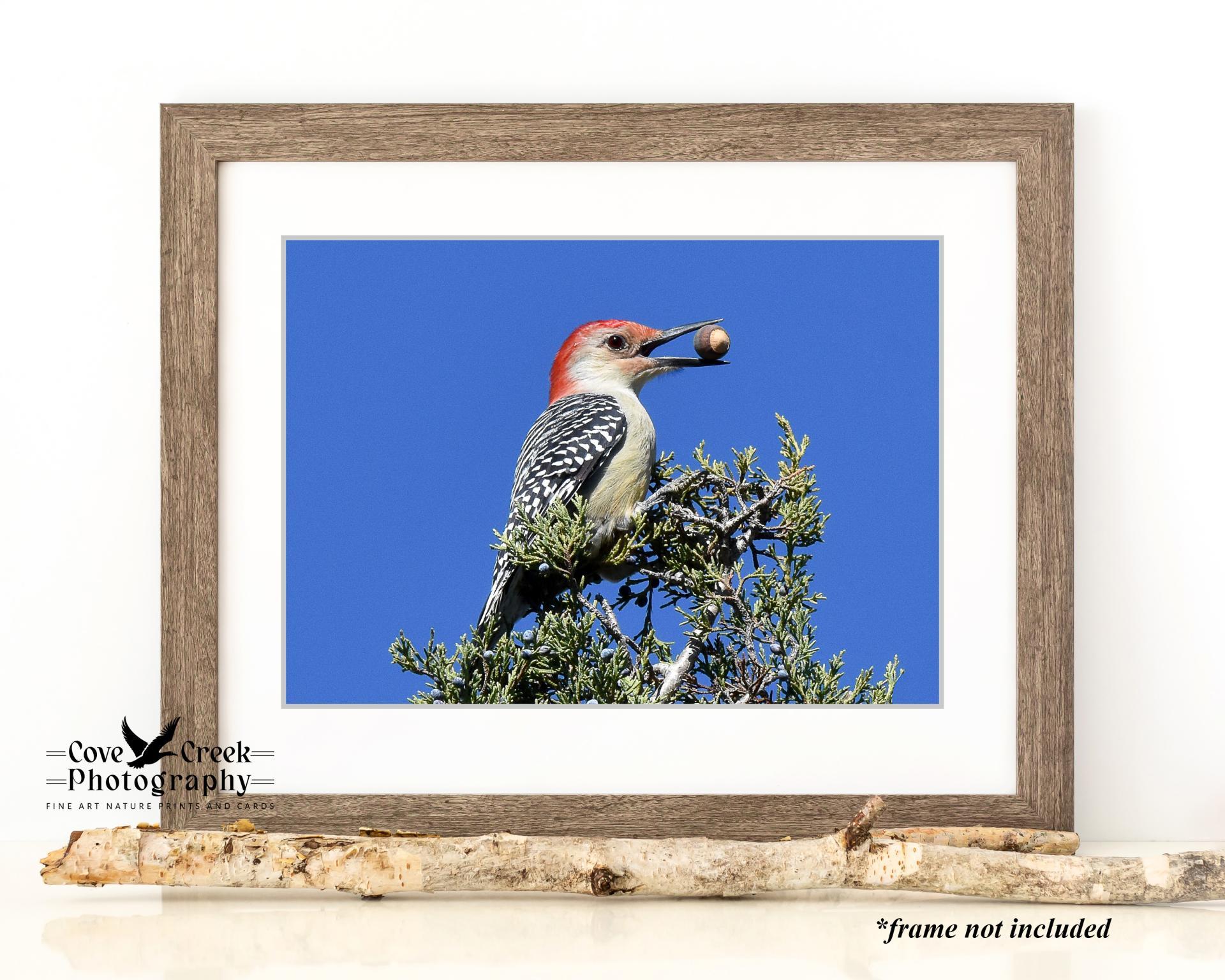 Red-bellied Woodpecker in Arkansas