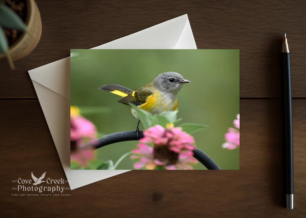 A nature photography folding any occasion card with a small bird in a dahlia garden that is available at Cove Creek Photography.