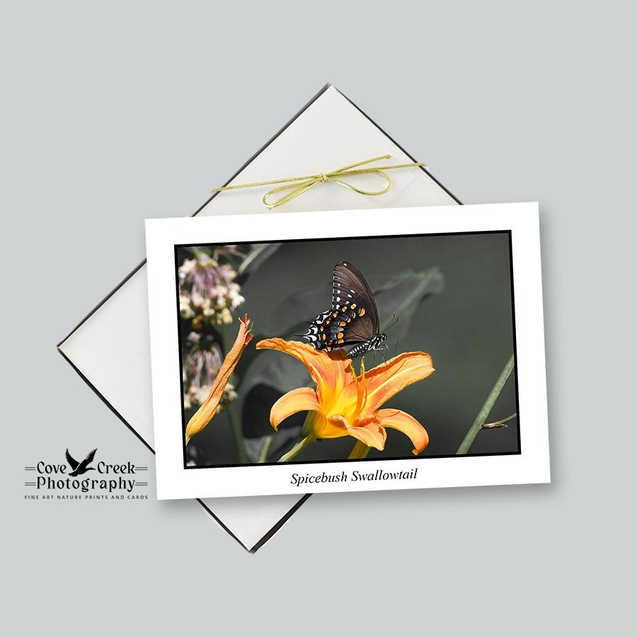 Spicebush Swallowtail Butterfly in Kentucky
