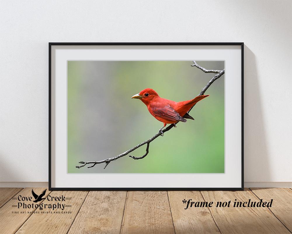 Male Summer Tanager Minimalist Nature Open Edition Print