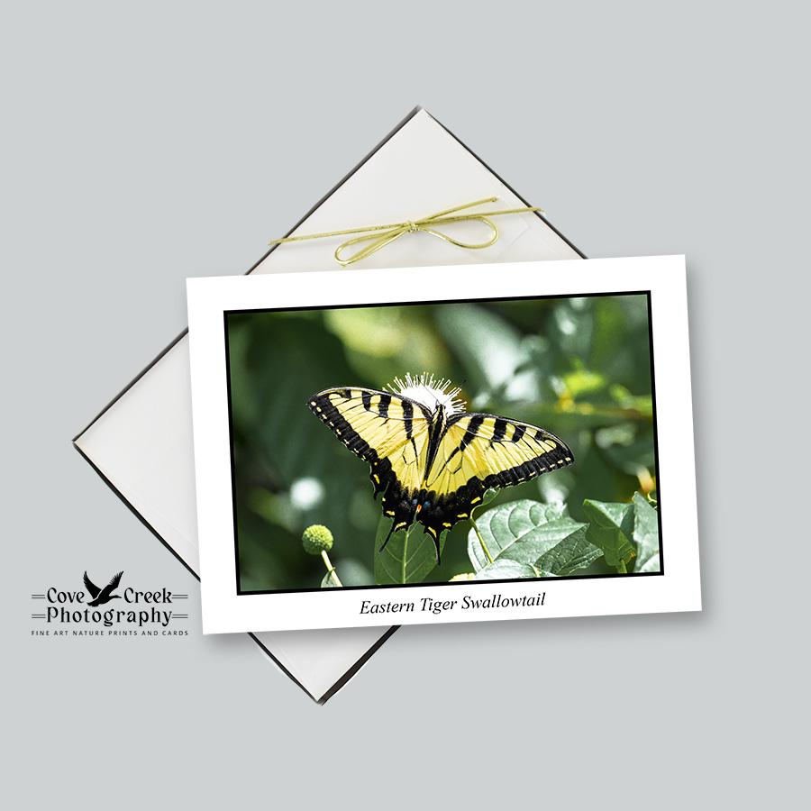 Eastern Zebra Swallowtail Butterfly in Arkansas