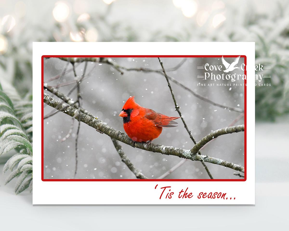 A brilliant red northern cardinal in the snow is on the front of a "Tis the Season" holiday card.  The boxed set of greeting cards is at Cove Creek Photography.