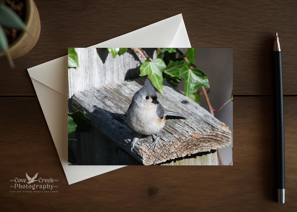 A personalized greeting card with fine photography of a tufted titmouse on a birdhouse at www.covecreekphotography.com.