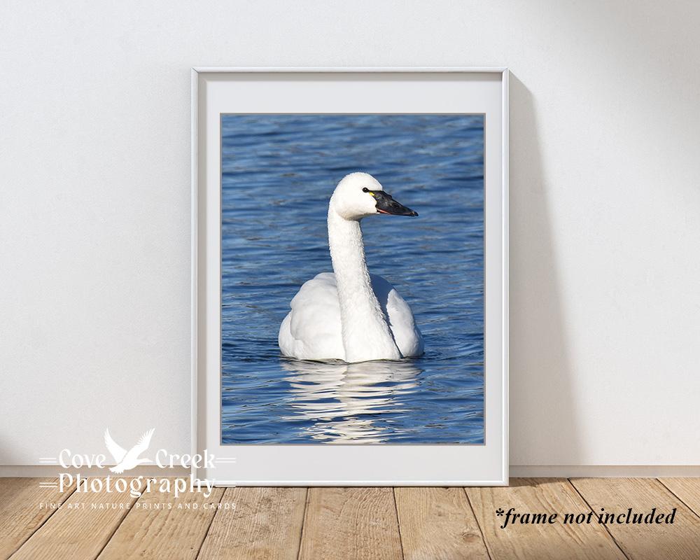 A 5" x 7" color print of a tundra swan offered at Cove Creek Photography.