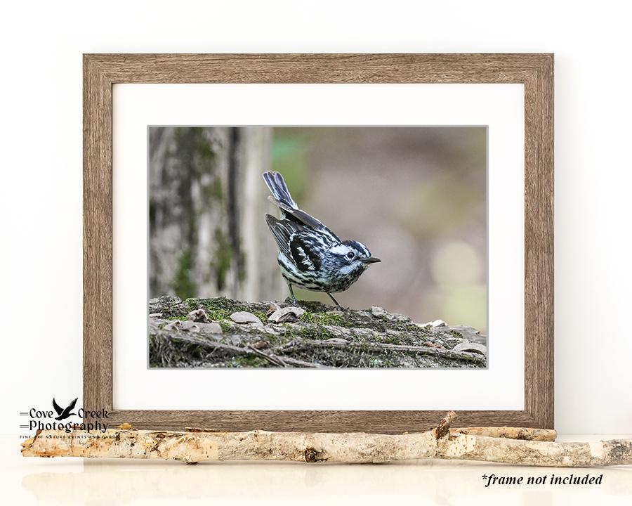 Cove Creek Photography Open Edition Print