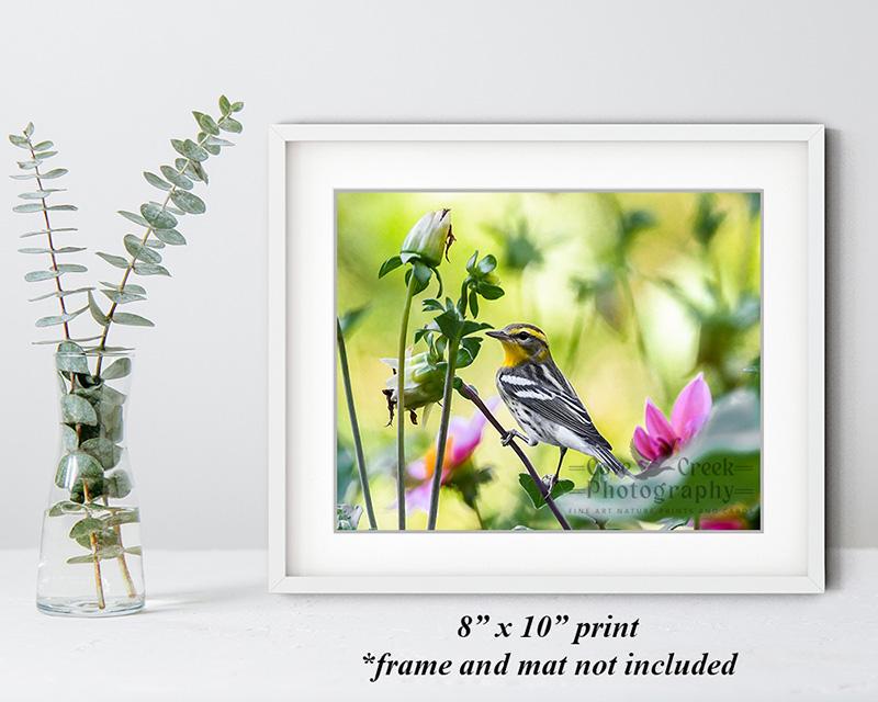 8" x 10" fine photography print of a Blackburnian warbler in a dahlia garden available at www.covecreekphotography.com.