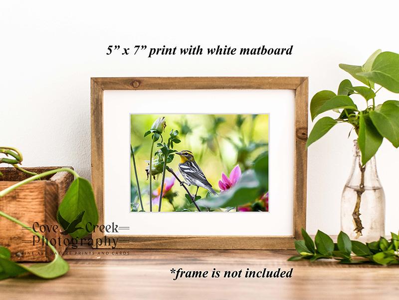 Nature fine art print mounted in a white matboard available at Cove Creek Photography.