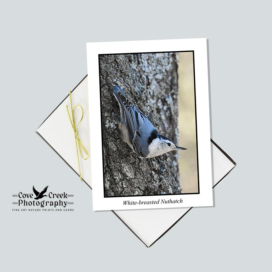 White-breasted nuthatch blank note card set at covecreekphotography.com.