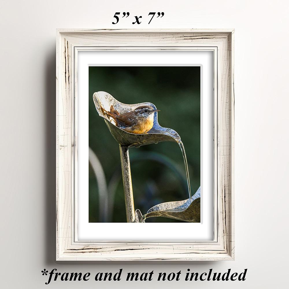 An art print of a small bird in a running water feature set in a white antique frame at Cove Creek Photography.
