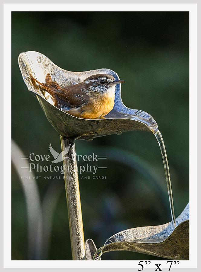 5" x 7" nature photography giclée print of a Carolina wren available at Cove Creek Photography.