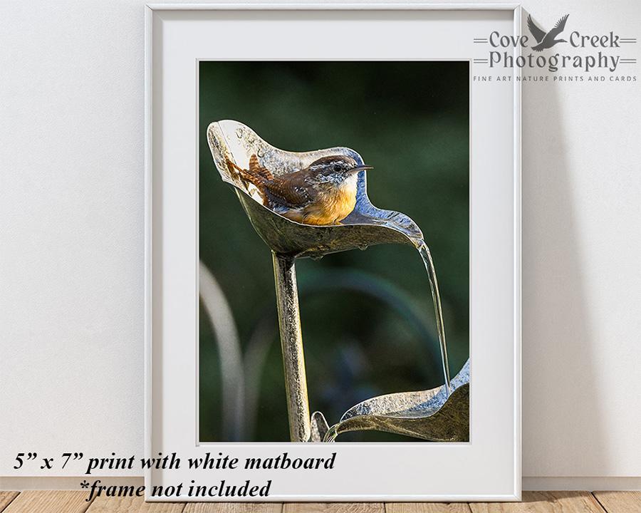 Carolina wren giclée print mounted in a white matboard at covecreekphotography.com.