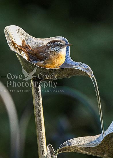 Fine art photography giclée print of a Carolina Wren in a garden water feature available at Cove Creek Photography.