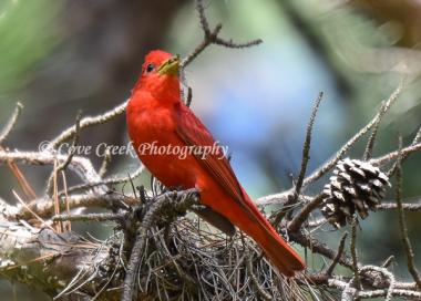 Male Summer Tanager