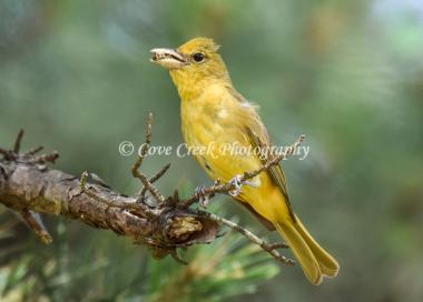 Female Summer Tanager