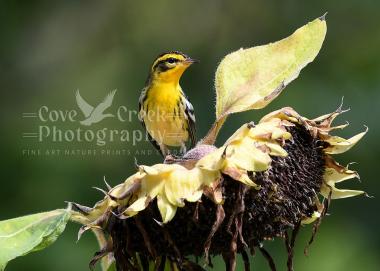Blackburnian warbler on a sunflower giclee print at covecreekphotography.com.