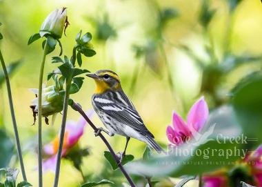 Blackburnian Warbler in a dahlia garden giclée print available at Cove Creek Photography.