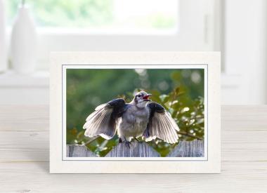 Blue Jay Fledgling