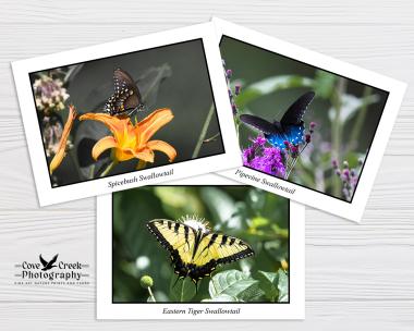 Swallowtail Butterfly Stationery Set at Cove Creek Photography