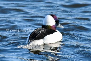 Male Bufflehead