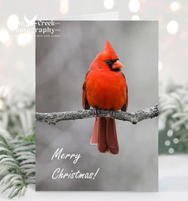 Northern Cardinal Christmas cards at Cove Creek Photography featuring photography by T. Spratt.