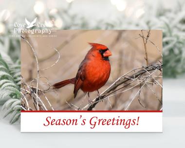 Season's Greetings Northern Cardinal holiday cards with original photography by T. Spratt.  Cards are available at covecreekphotography.com.