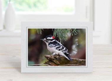 Male Downy Woodpecker