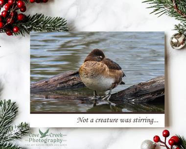 Ring-necked duck asleep on a log on a Christmas card sold at www.covecreekphotography.com.