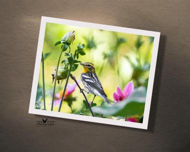A giclee print of a bird in a dahlia flower garden at covecreekphotography.com.