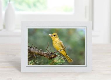 Female Summer Tanager