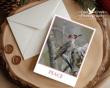 A Christmas card with fine art photography of a northern flicker and "Peace" in red font sold exclusively at Cove Creek Photography.