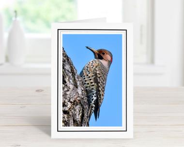 Yellow-shafted Northern Flicker