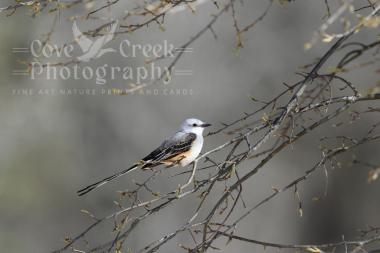 A limited edition giclee print of a scissor-tailed flycatcher at dawn.  The original nature photography by T. Spratt is offered at Cove Creek Photography.